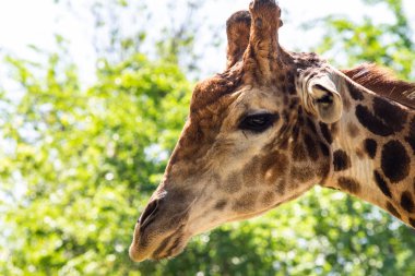 Zürafa kafa portre, gökyüzü yeşil ağaçlar.