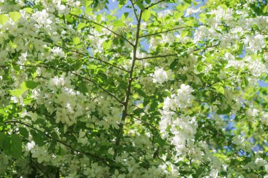 Mavi gökyüzüne karşı elma kiraz beyaz çiçekler. Doğa bahar.
