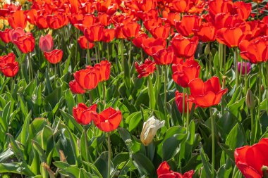 Çiçekler kırmızı lale, çiçek alanı, bahar manzara.