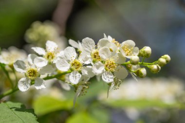 Ağacın yeşil yaprakları beyaz kiraz çiçekler.