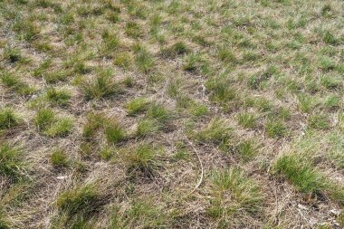 Kuru çim bahar manzara arka plan.