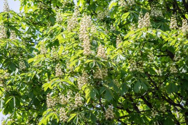 Yeşil yeşillik ile beyaz kestane çiçekleri.