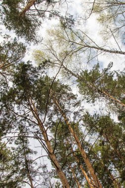 Alt, çam ormanı manzara mavi gökyüzü görünümüne karşı çam ağaçları.