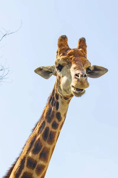 Girafa Cabeça Retrato Céu Verde Árvores — Fotografia de Stock