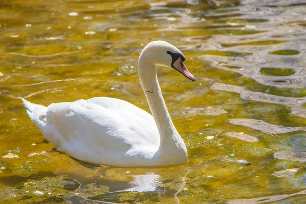 Cisne Branco Nada Água Lagoa Verão — Fotografia de Stock