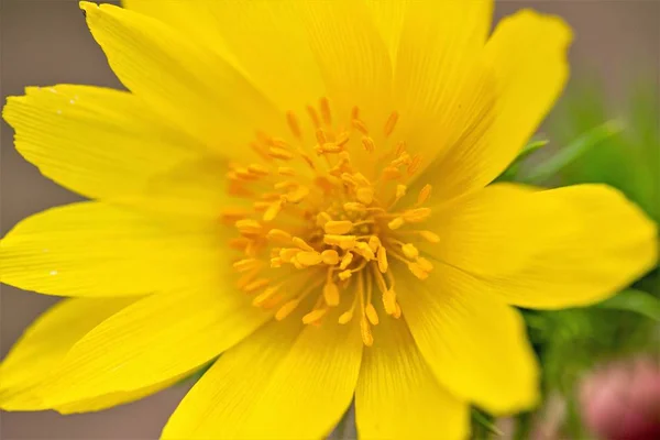 Gele Bloem Bron Adonis Een Geslacht Van Planten Uit Familie — Stockfoto