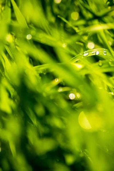 Hierba Verde Con Gotas Lluvia Primer Plano Del Paisaje — Foto de Stock