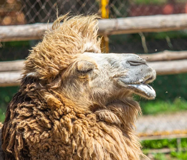 Hlava Velbloudí Šedé Vlny Mouchy Nose Příroda — Stock fotografie