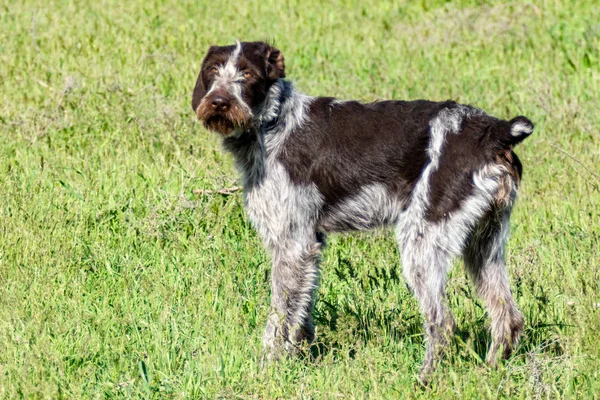 Caçada Cães Natureza Verde Campo Verão — Fotografia de Stock