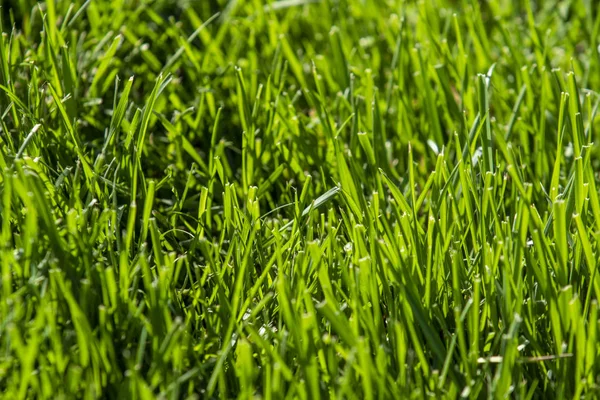 太陽の下の緑の芝生 雨滴のボケの背景 — ストック写真