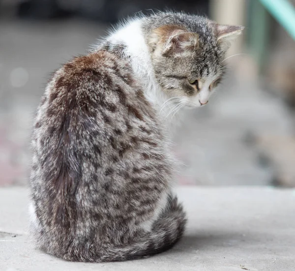 家猫坐在夏季街道 特写镜头 — 图库照片