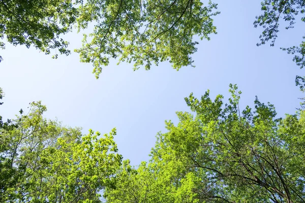 Mavi gökyüzü, bahar doğa karşı aşağıda ağaçlar görünümü yeşil yaprakları.