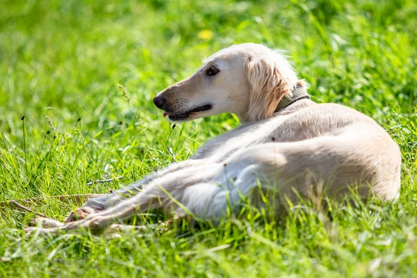 Köpek avcılık, doğa yeşil alan yaz.