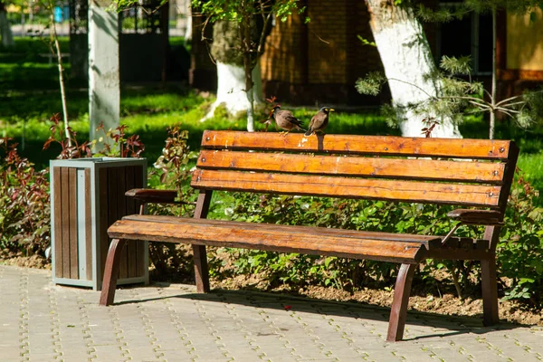 Wooden Bench Light Sun Summer Park — Stock Photo, Image