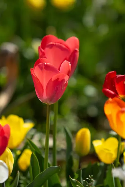 Bright Tulip Flowers Field Nature — Stock Photo, Image