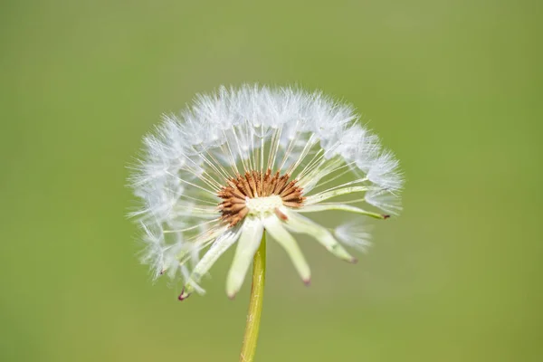 Bianco Morbido Fiore Tarassaco Uno Sfondo Sfocato — Foto Stock