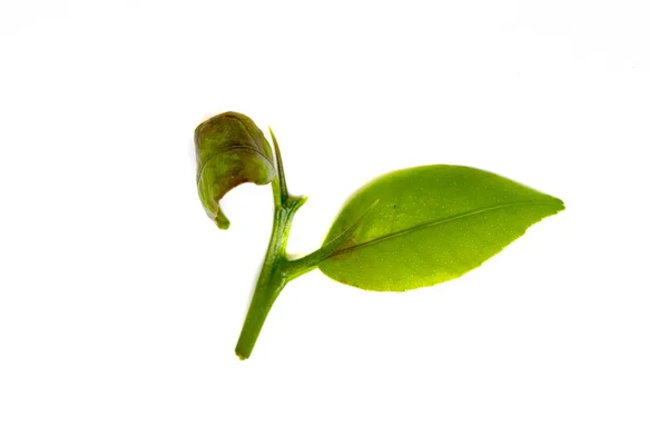 Hoja Verde Aislada Sobre Fondo Blanco —  Fotos de Stock