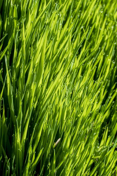 Rumput Hijau Bawah Sinar Matahari Latar Belakang Rawa Dari Tetesan — Stok Foto