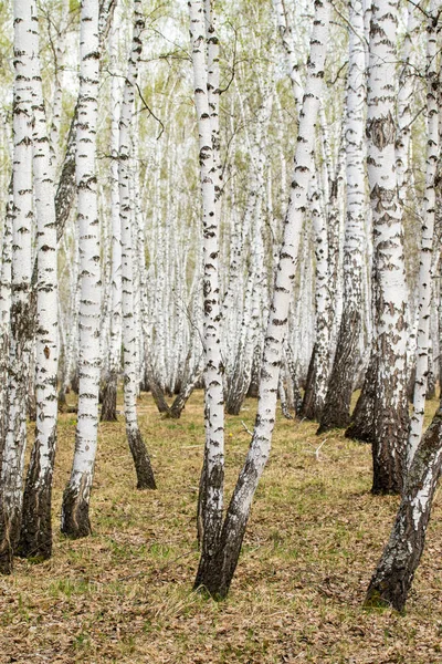 Björk Träd Skogs Gräs Tidig Vår Landskap Skogsområde — Stockfoto