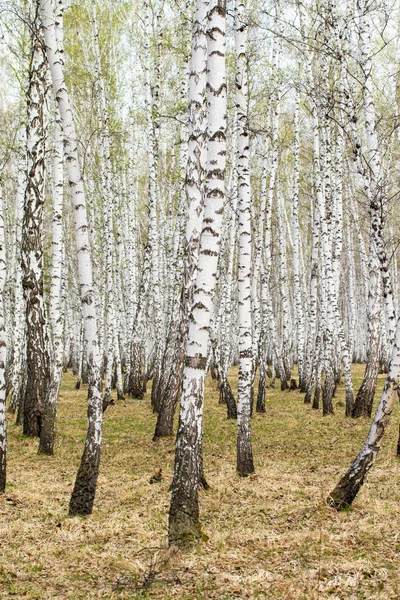 Σημύδα Δέντρα Δάσος Γρασίδι Πρώιμη Άνοιξη Τοπίο Δάσος Περιοχή — Φωτογραφία Αρχείου