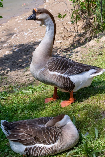 Ganso Gris Primer Plano Hierba Verde Pájaro Naturaleza Ganso Gris —  Fotos de Stock