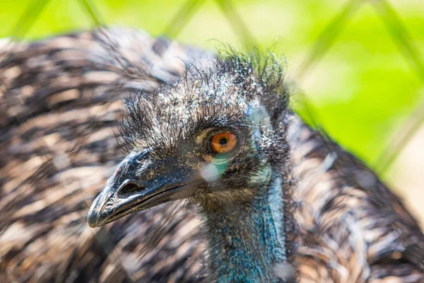 Piume Struzzo Grigio Uccelli Vicino — Foto Stock