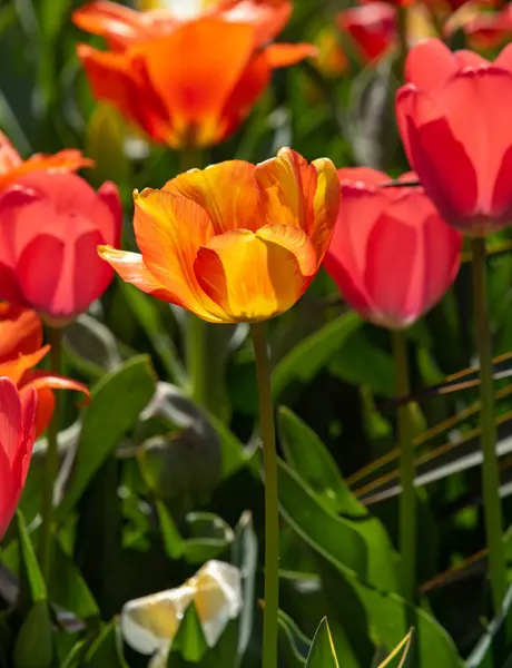 Flores Tulipán Brillantes Naturaleza Campo —  Fotos de Stock