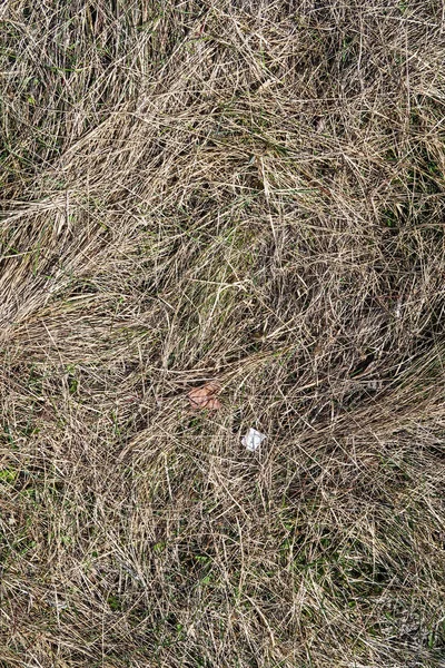 Dry Grass Spring Landscape Background — Stock Photo, Image