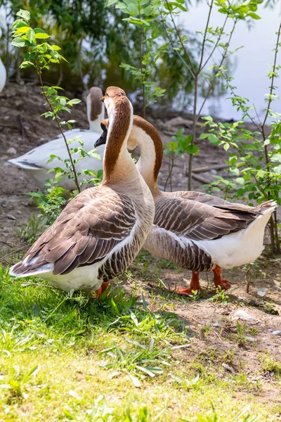 Gęś Szary Zbliżenie Zielonej Trawie Natura Ptak Szary Gęś — Zdjęcie stockowe