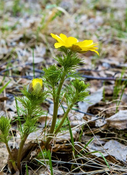 Primavera Fiori Gialli Adonis Genere Piante Della Famiglia Buttercup — Foto Stock