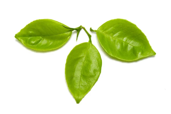 Feuille Verte Isolée Sur Fond Blanc — Photo