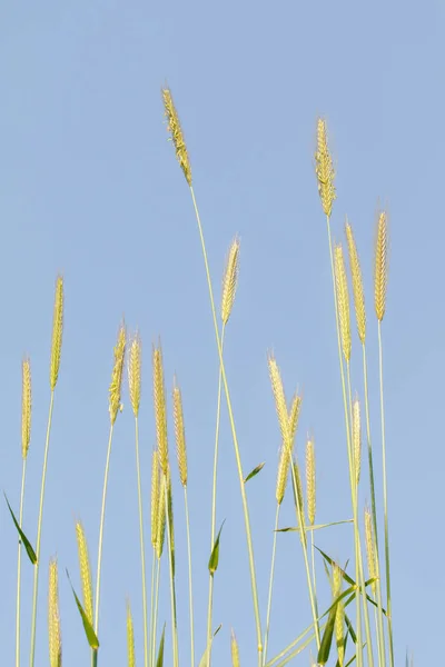 Шип Дикой Пшеницы Фоне Голубого Неба — стоковое фото