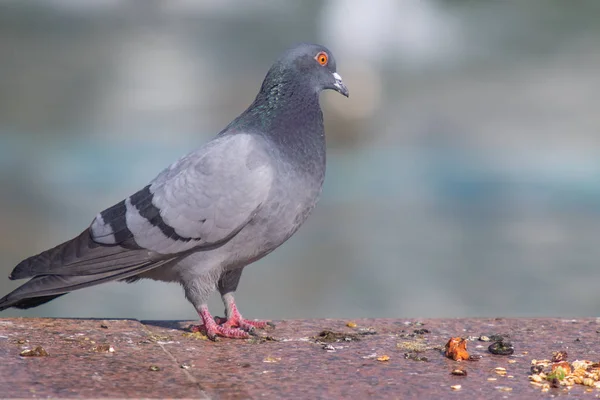 Gros Plan Bleu Gris Sauvage Assis Sur Fond Flou — Photo