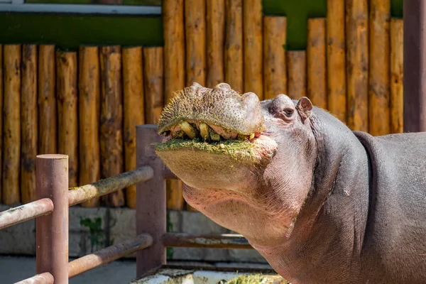 Portrait Hippopotame Mangeant Herbe — Photo