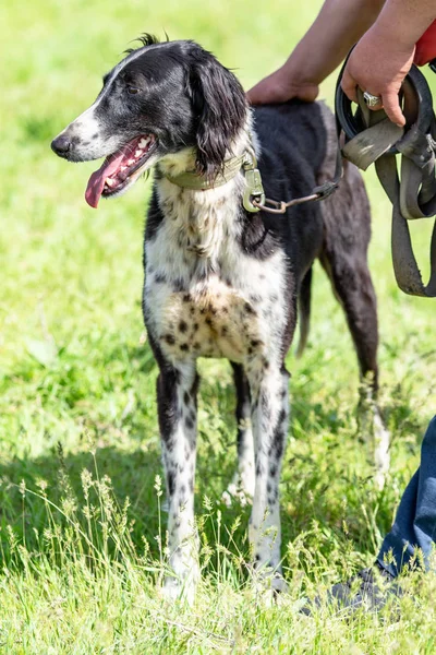 Hond Jagen Natuurgroen Veld Zomer — Stockfoto