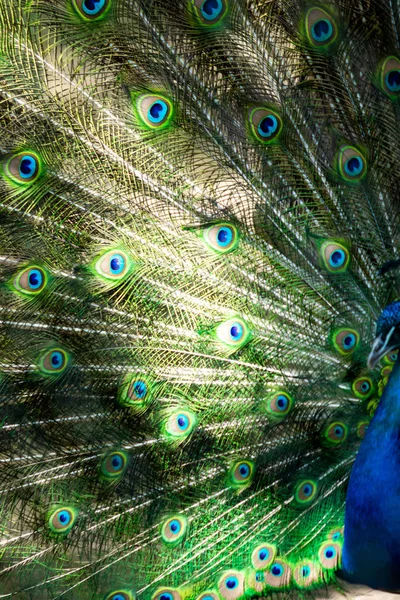 Peacock Bird Spread Its Beautiful Tail Nature Bird Peacock — Stock Photo, Image