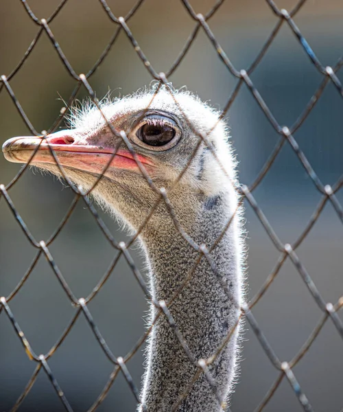 Federn Grauer Straußenvögel Aus Nächster Nähe — Stockfoto