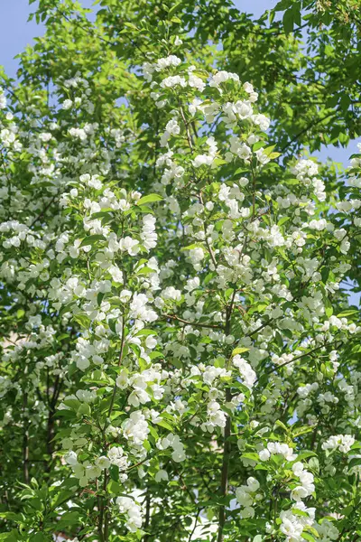 Flores Blancas Cereza Manzana Contra Cielo Azul Naturaleza Primavera — Foto de Stock