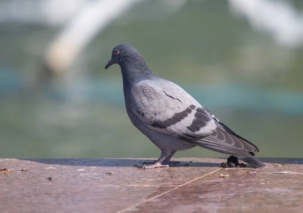 Wildes Graublau Großaufnahme Sitzend Auf Verschwommenem Hintergrund — Stockfoto