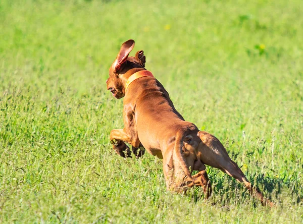 Hunting dog runs in search of prey, green grass, spring landscape.