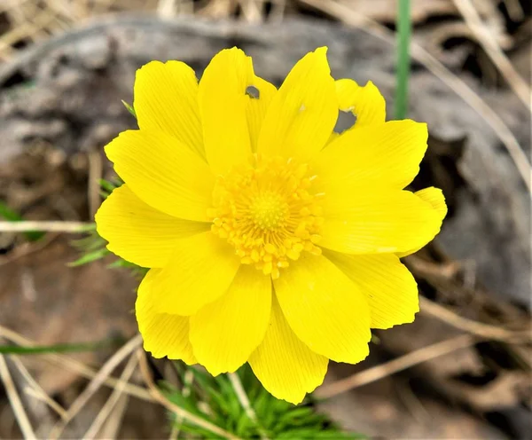 Primavera Flor Amarilla Adonis Género Plantas Con Flores Perteneciente Familia —  Fotos de Stock