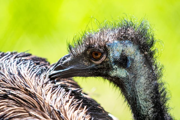 Piume Struzzo Grigio Uccelli Vicino — Foto Stock