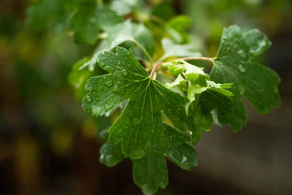 Raindrops Green Leaves — Stock Photo, Image