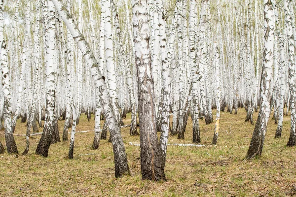 Berken Bomen Bos Gras Vroege Lente Landschap Bos Gebied — Stockfoto