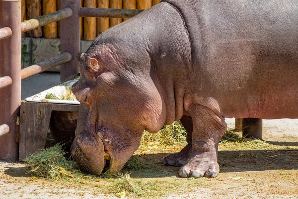 Portrait Hippopotame Mangeant Herbe — Photo