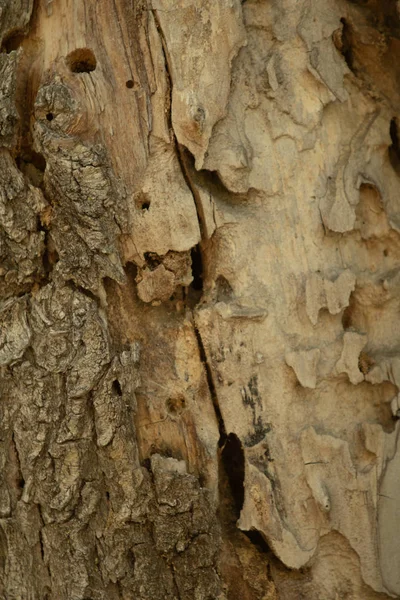 树皮纹理 灰木背景 — 图库照片