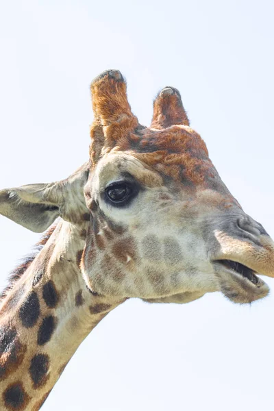 Girafa Cabeça Retrato Céu Verde Árvores — Fotografia de Stock