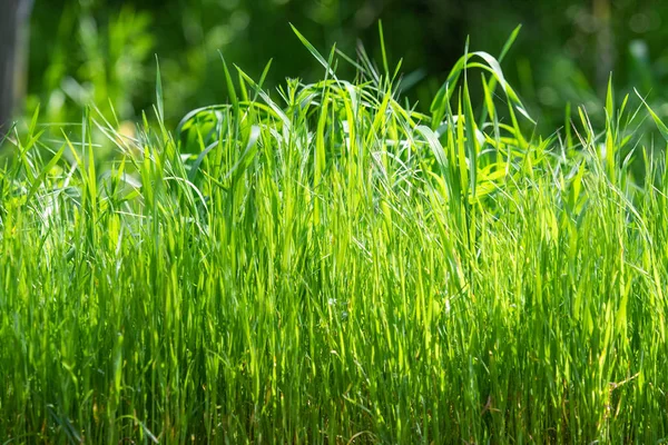 Juicy bright green grass close-up, background of green grass landscape.