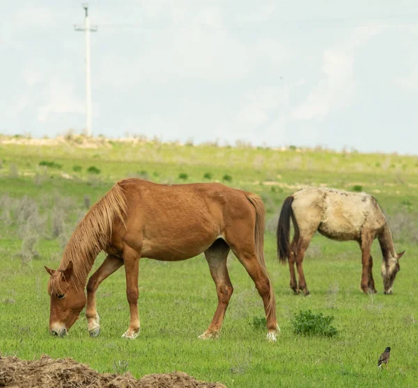 Das Pferd Weidet Sommer Auf Einer Grünen Wiese — Stockfoto