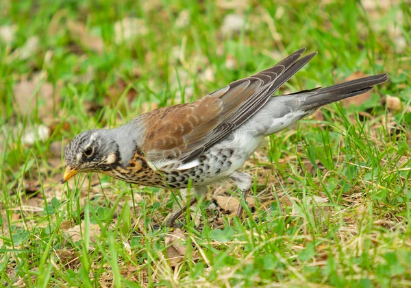 Singdrossel Grünen Gras Natur Vögel Westa — Stockfoto